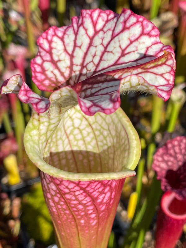 E9242155-FA98-4504-AB30-74E68A833970