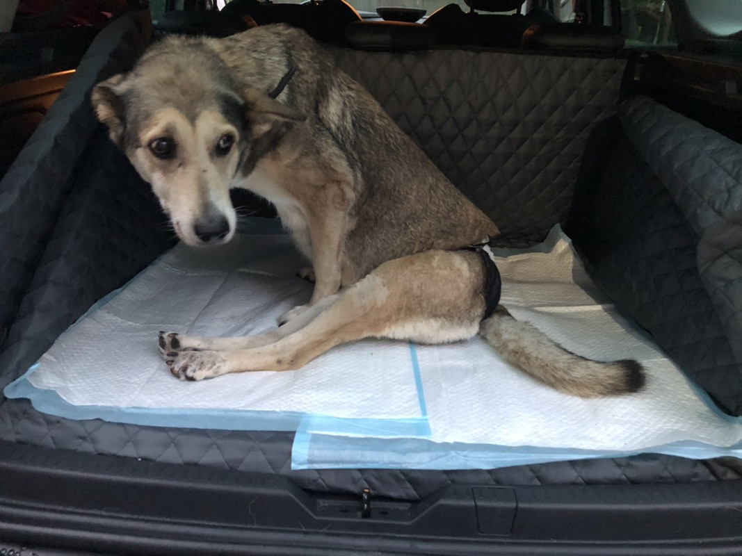 Марта едет в вильнюс1