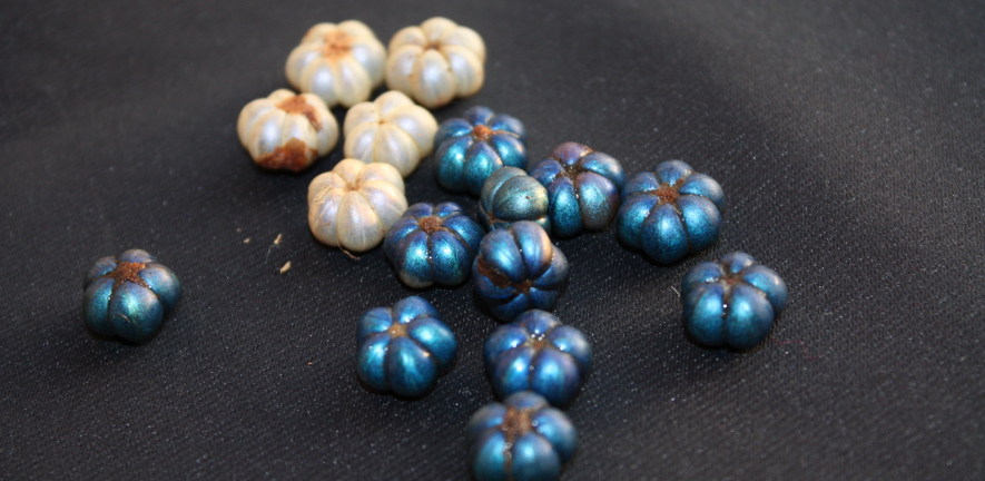 Margaritaria nobilis 1