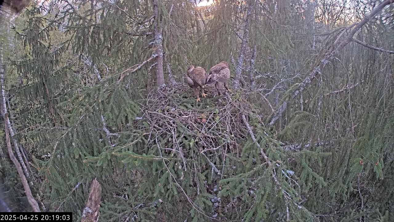 LVM mazais ērglis Lisiņa, egle2 – Lesser Spotted Eagle 16-2-42 screenshot