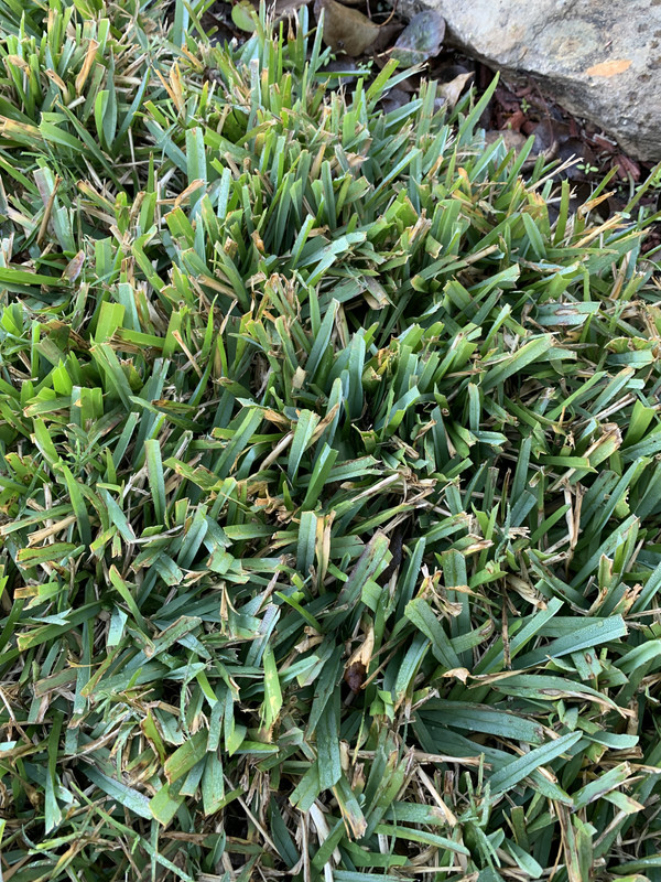 What Is The Difference Between Bermuda Grass And St Augustine Bermuda Grass Grass Care Shade Grass