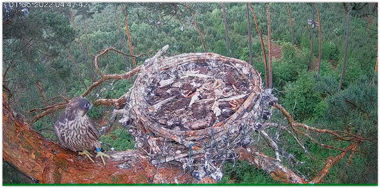 Screen Shot 06-01-22 at 04.48 AM