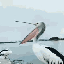 IMG-5994.gif