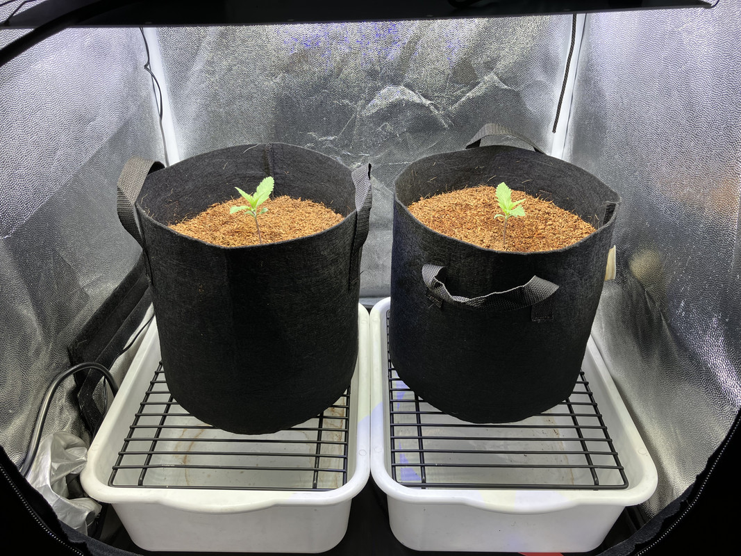 bIMG_1220(marzo 20  2023)