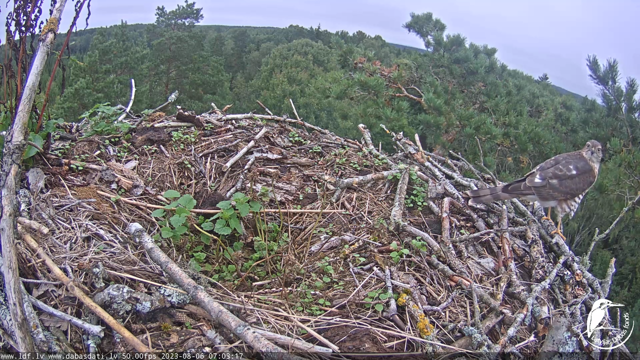 Zivju ērgļi (Pandion haliaetus) Kurzemē - LDF tiešraide 3-34-12 screenshot