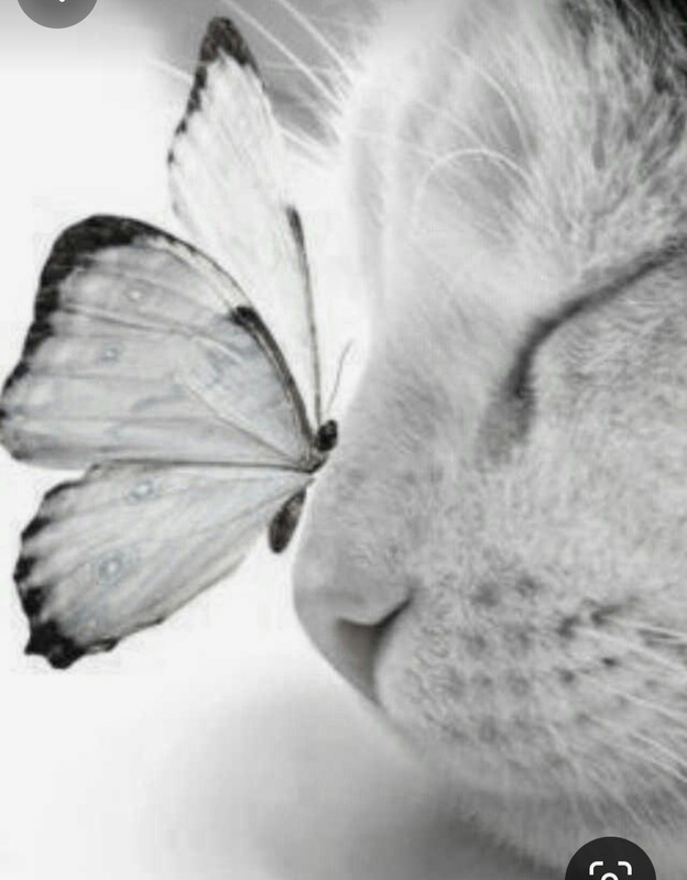 Screenshot_20231128_183559_Pinterest