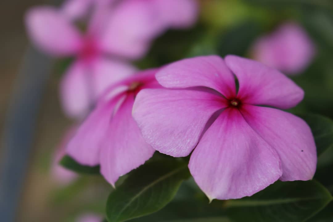 Bunga Geranium atau yang dikenal tapak dara