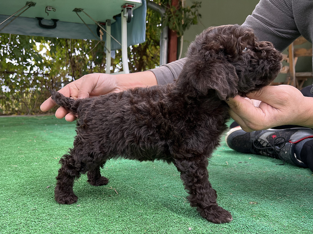 Brown Lagotto Romagnolo female puppy for sale – Ideal Dale Euphoria – 48 days old – photo 5
