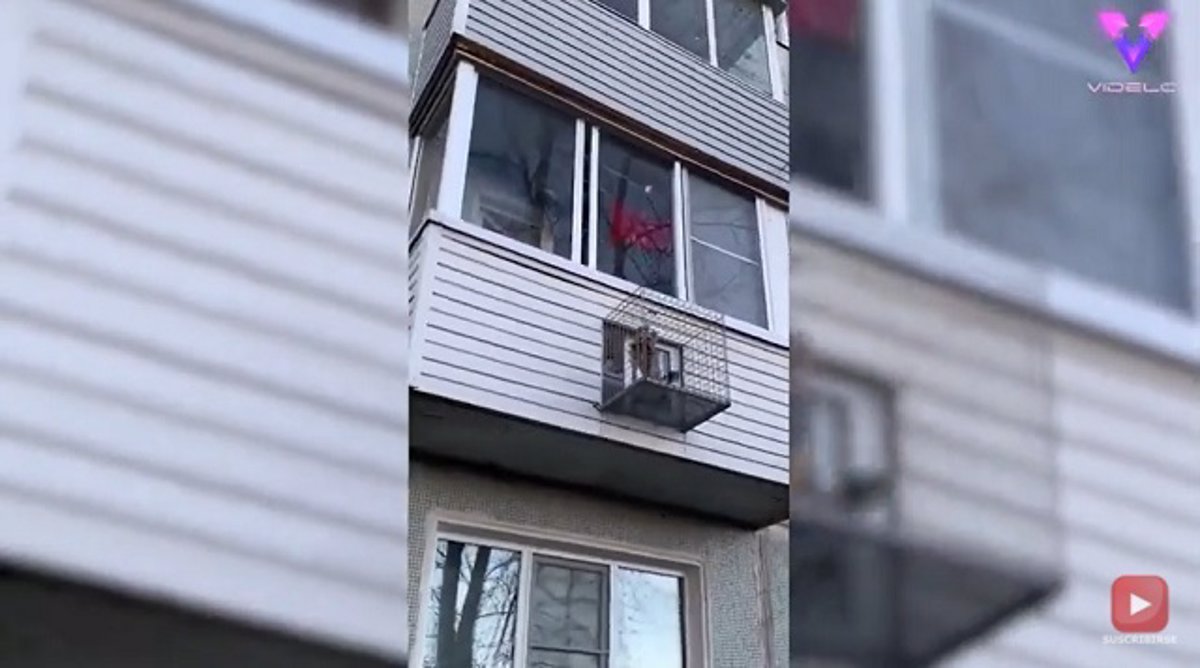 Construye un balcón para su perrito y se vuelve viral