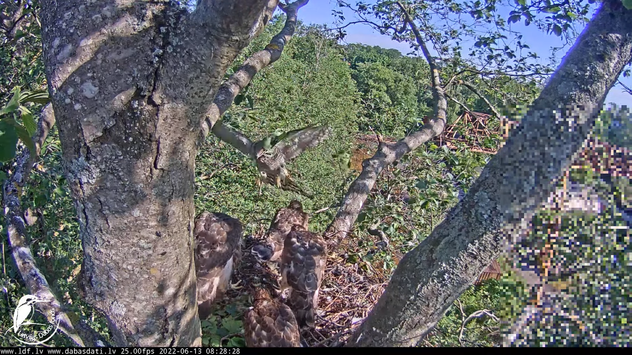 Vistu vanags (Accipiter gentilis) Rīgā - LDF tiešraide __ Goshawks, Riga, Latvia 2-32-3 screenshot