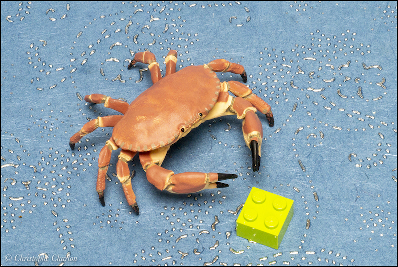 Papo 56047 Crab 1 copie