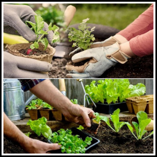 TERRICCIO UNIVERSALE ORGANICO BIOLOGICO NATURALE FERTILIZZANTE PER PIANTE CON HUMUS DI LOMBRICO