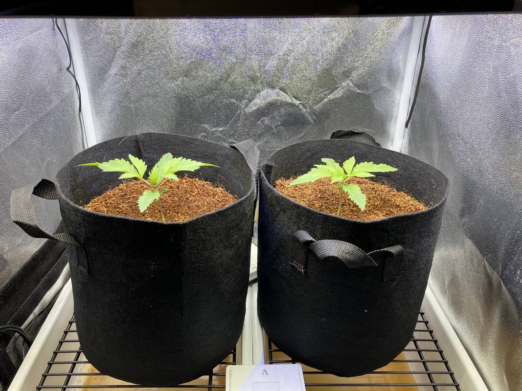 aIMG_1244 (marzo 24 2023)