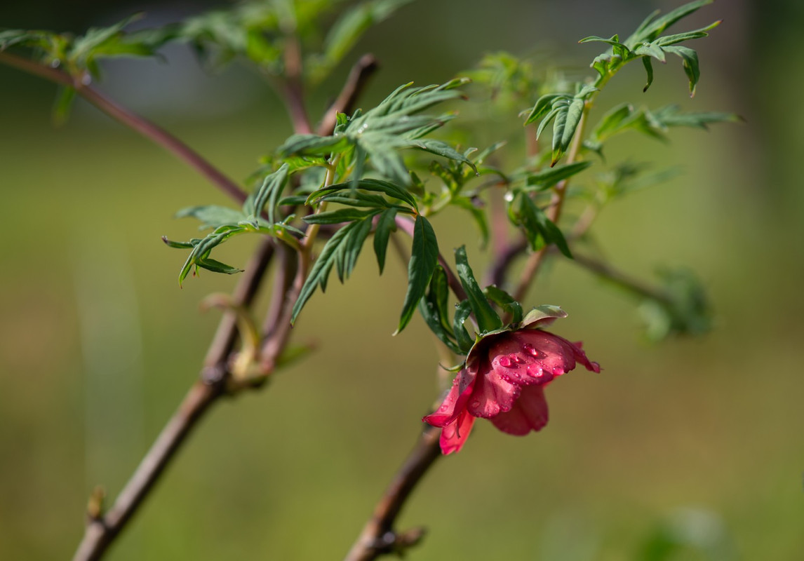 IMG-998f3d179974a26035e68270bf1ae876-V