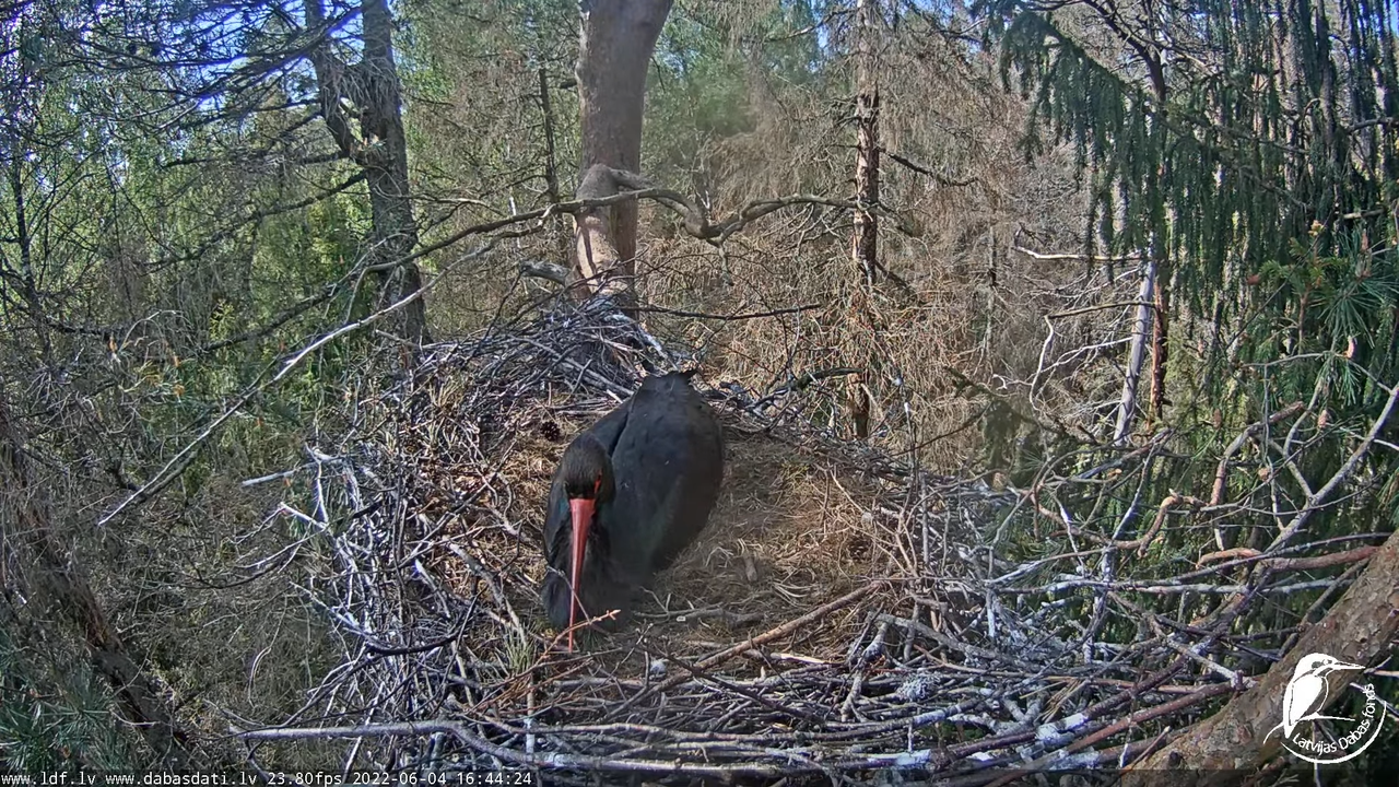 Melnais stārķis (Ciconia nigra) Siguldas novadā - LDF tiešraide 11-58-59 screenshot
