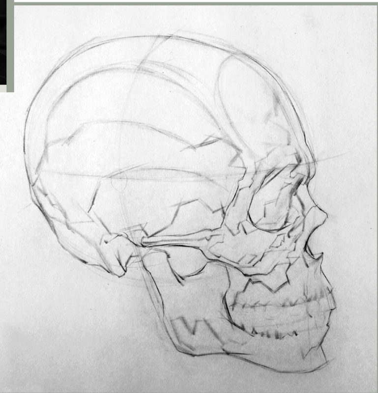 [Image: S-Skull-Profile.png]