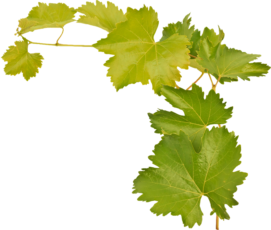 Листья виноградной лозы. Лист лозы винограда. Виноградная лоза листья. Ветка винограда. Виноградный листок.
