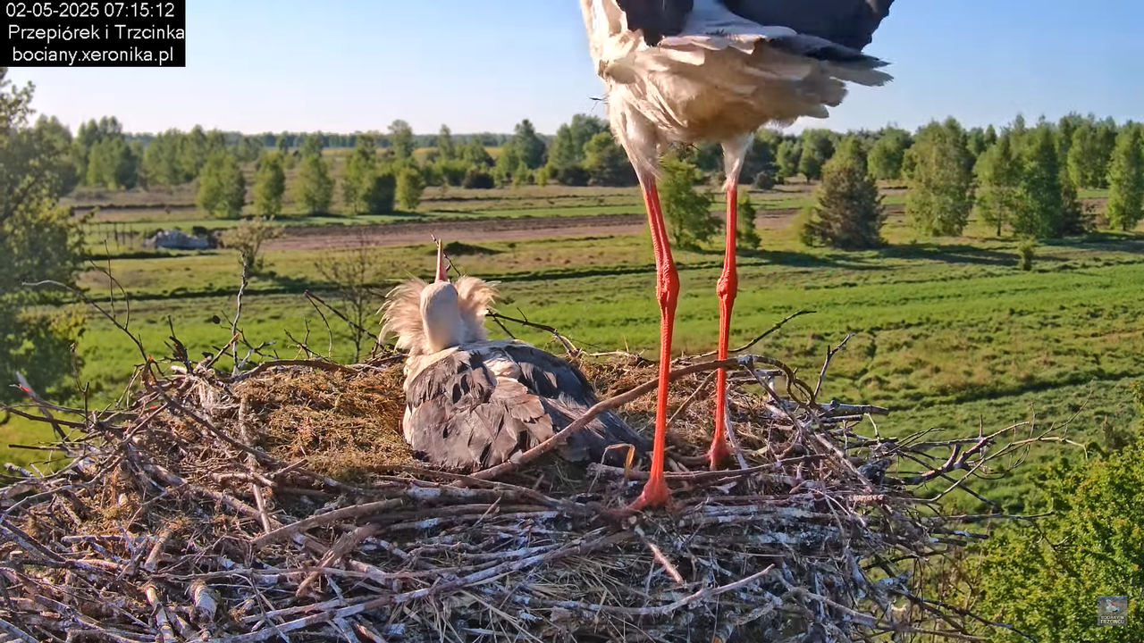 02052025bociany6