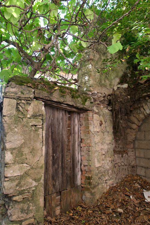 Porte et mur ancien et figuiers évidemmment