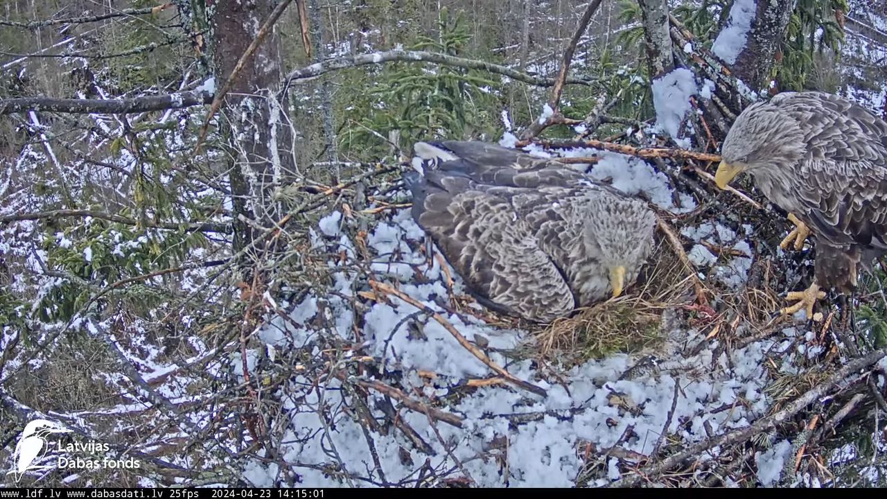 Jūras ērgļi (Haliaeetus albicilla) Ķemeru nacionālais parks - LDF tiešraide 15-37-22 screenshot