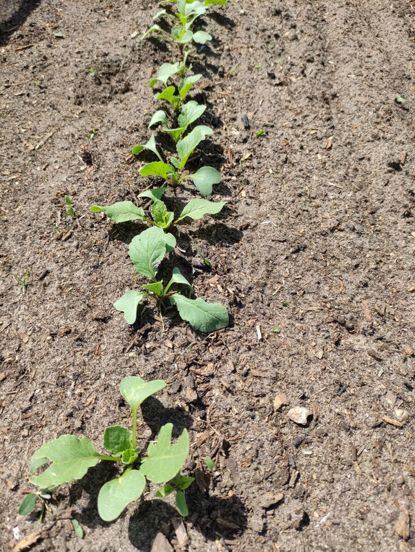 radish-line.jpg