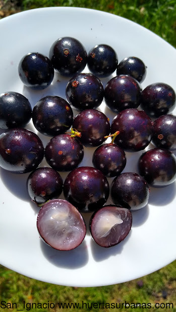 Huertasurbanas_com-IMG_20211007_101132717_HDR.jpg-20211007_124811San_Ignacio