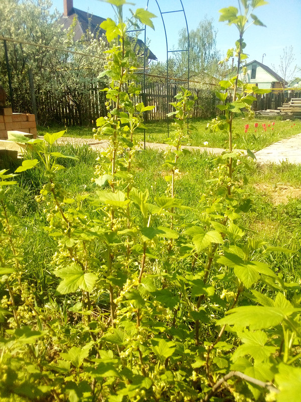 IMG-20200511-093703.jpg