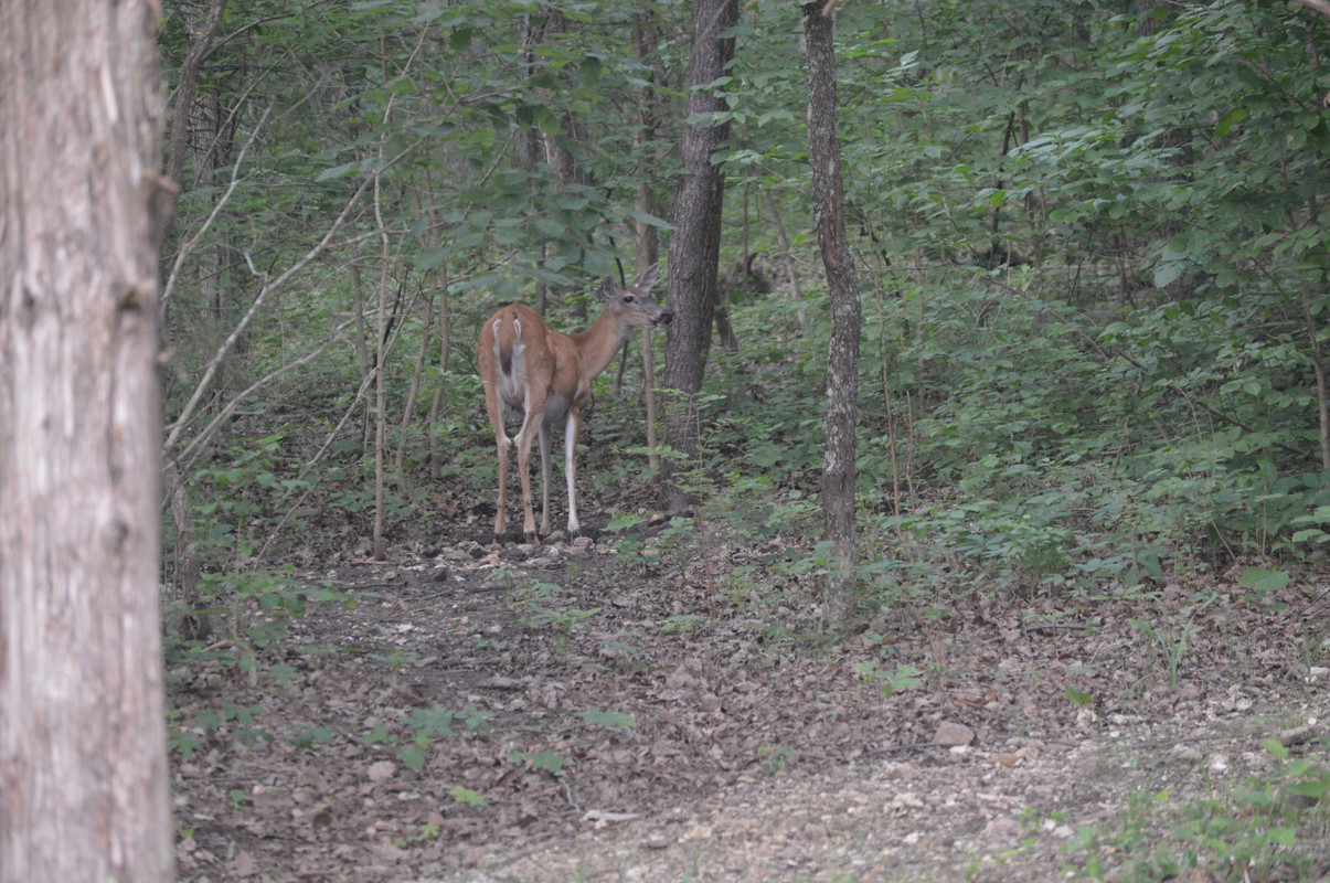 2021-6-17 Deer (3)