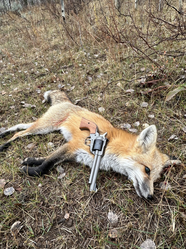 [Linked Image from i.postimg.cc]