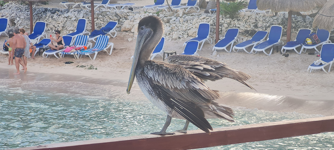 Riviera Maya en Navidad - Blogs de Mexico - Entre pelícanos y margaritas...sin saber lo que nos esperaba (3)