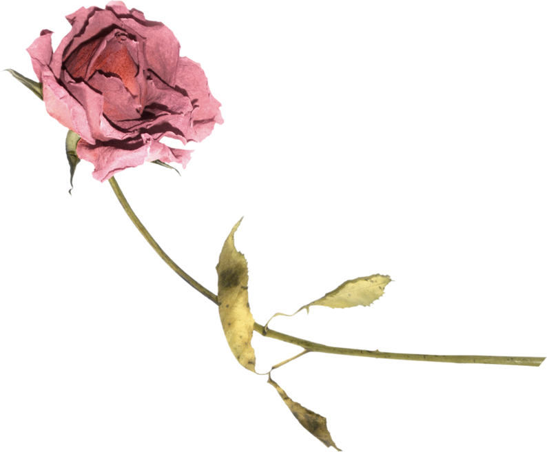 Lilas_Letter-to-my-love_elmt (1)