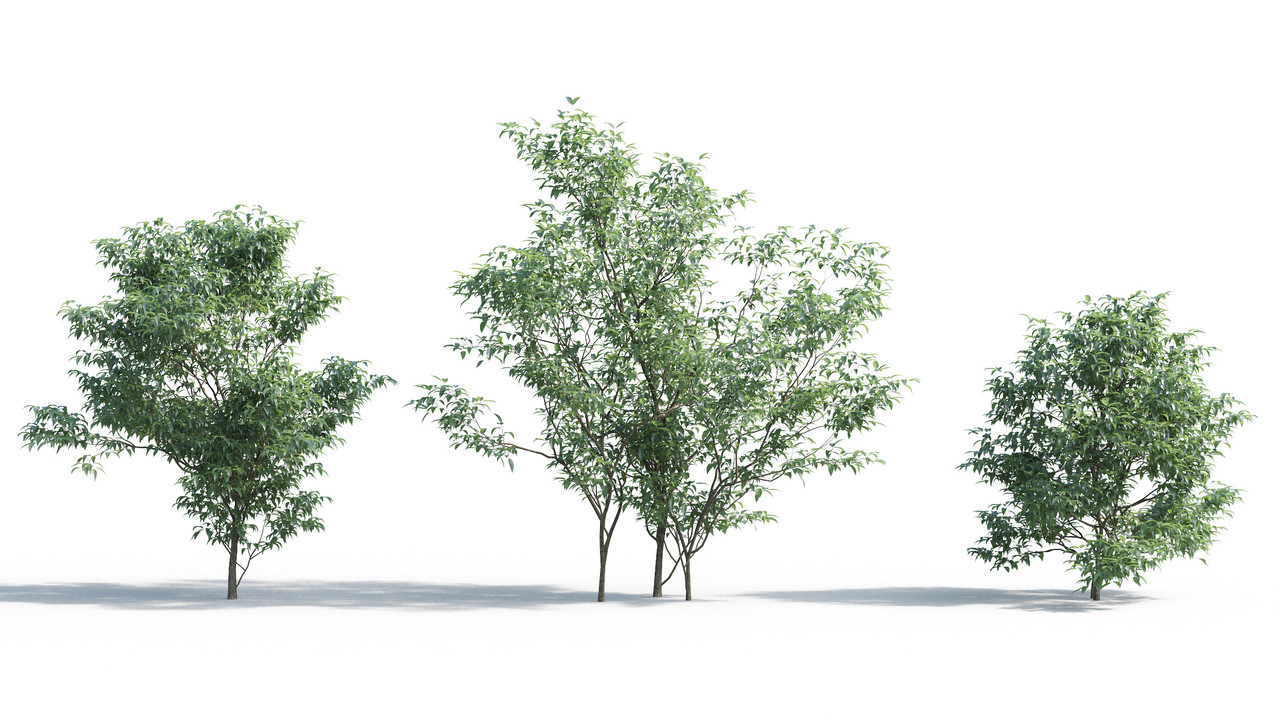 TV-cay_3dsmax_tailieukientruc (18)