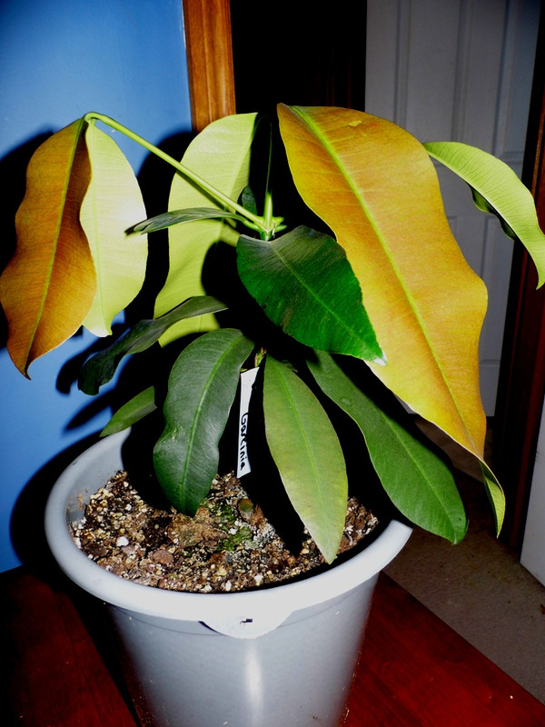 Mexican Garcinia3