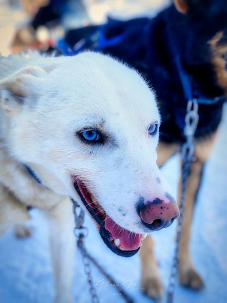 PARTE II - Auroras - 3.er reportaje por Laponia norte - Marzo 2025 (8)