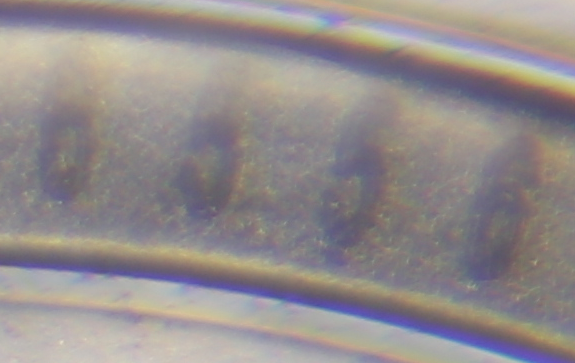 Mould SID (cropped)