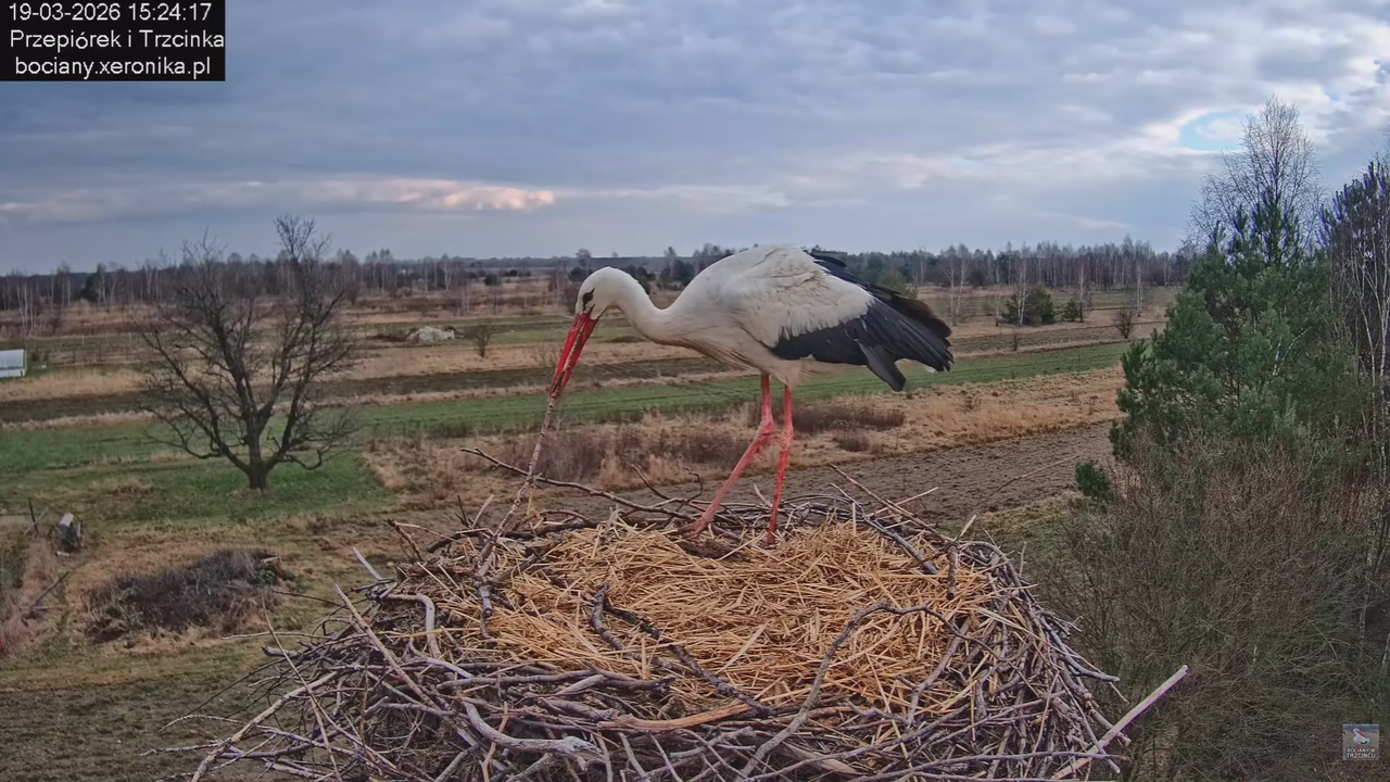 19032026 Powrót Przepiórka 9