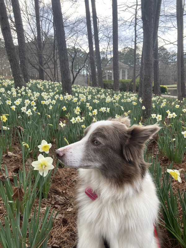 brown and white border collie sniffing a daffodil