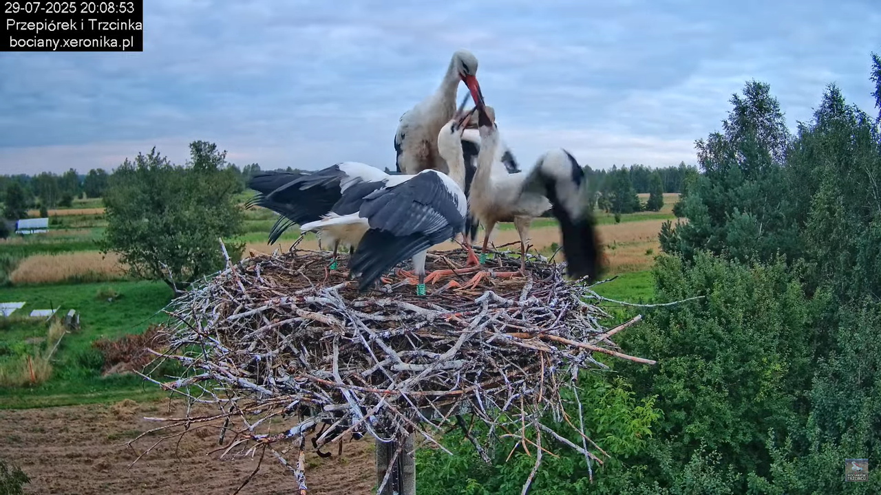 29072025bociany41
