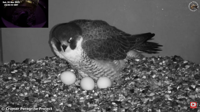 Cromer Peregrines. - Pagina 2 Przechwytywanie-w-trybie-pe-noekranowym-27-03-2022-005216