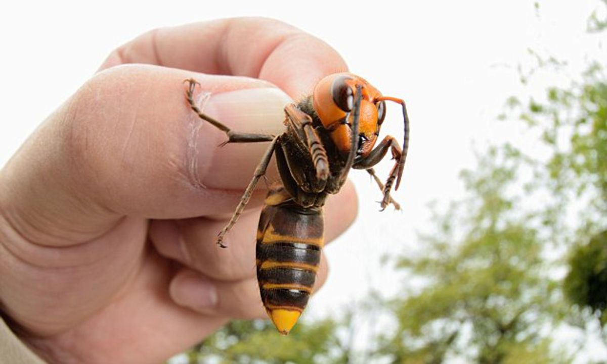 Calabrone asiatico punge donna, muore per reazione allergica