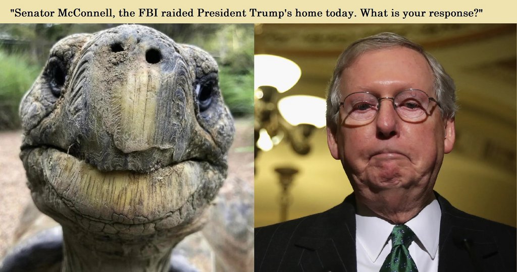 turtle-02