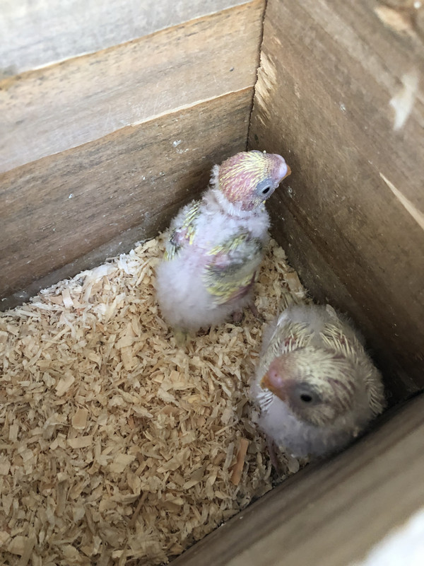 4BBA359D-00D2-493C-9FB1-169F7B875A38