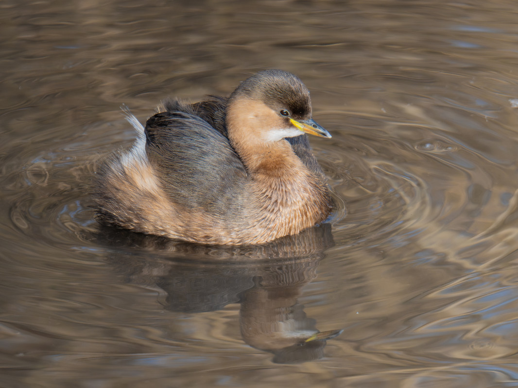 P1000354-Verbessert-RR