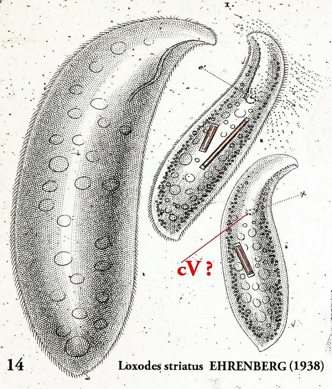 Bild 14_loxodes striatus ehrenberg 1938