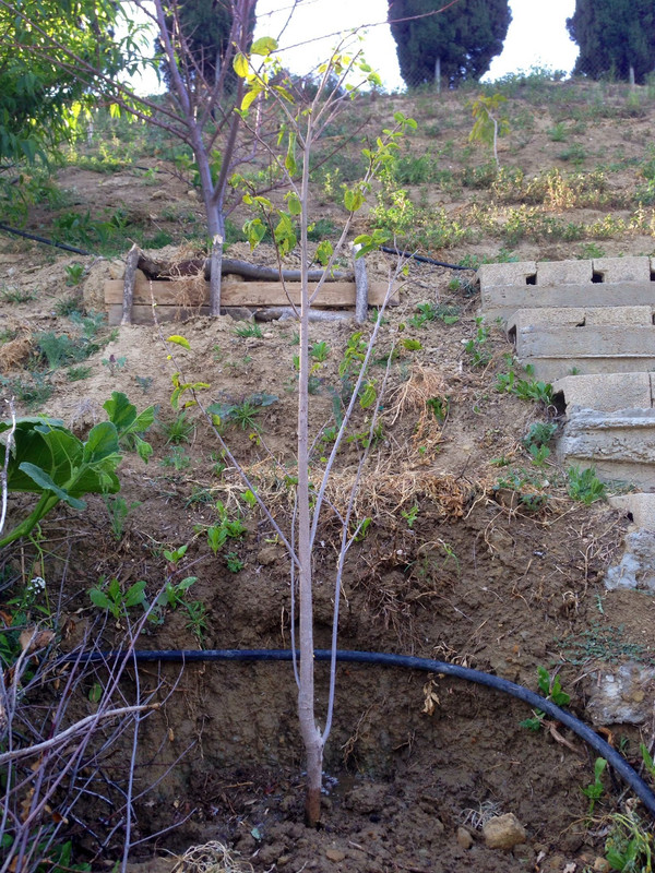 sugar apple - 04-30-14