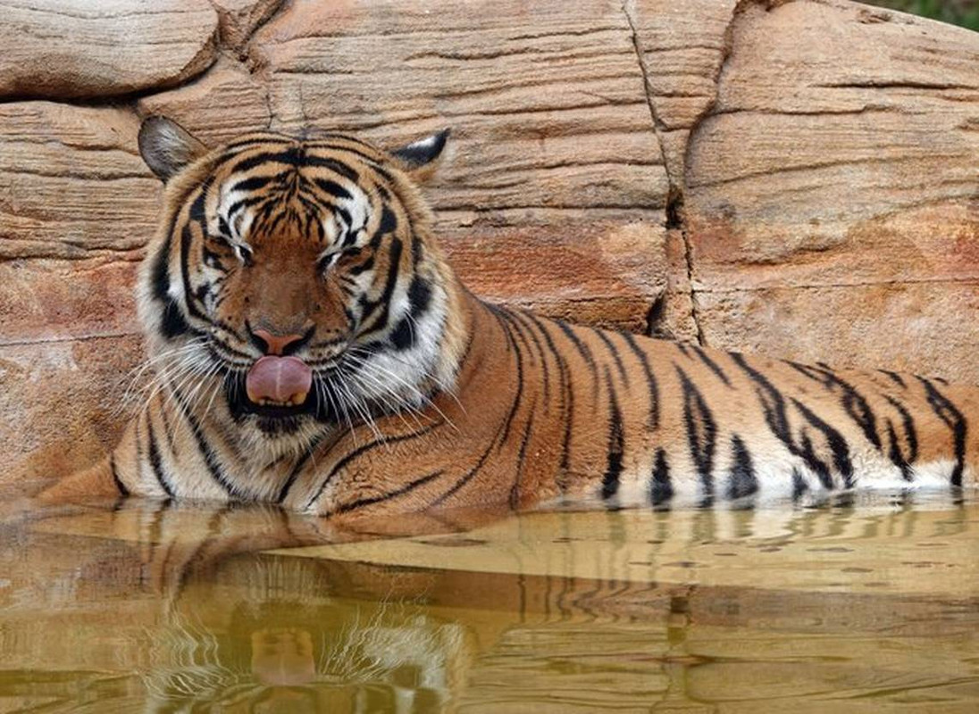 Tigre es sacrificado a tiros por atacar a trabajador en zoológico de Florida