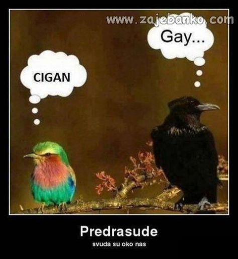 Smesne slike - Page 23 Cigan-gay-budala