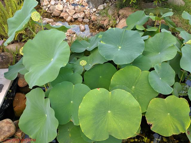 [Image: IMG-20190616-201142.jpg]