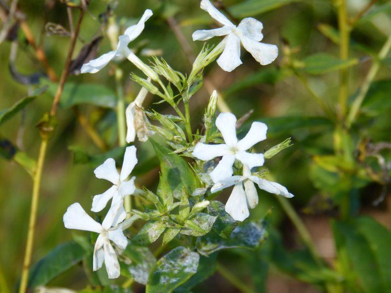2014-11-01 Novemberblüten 14
