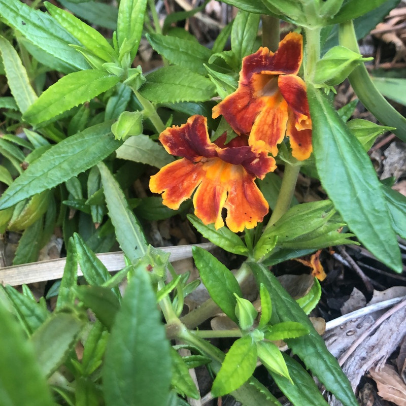 FB758909-2431-47BC-ACAD-3EB2F0E86F76_1_105_c